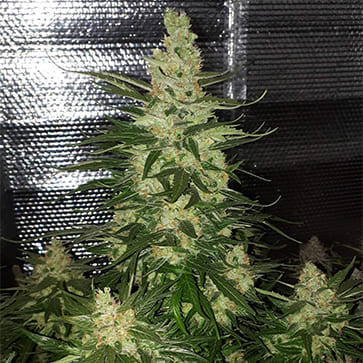 Семена конопли Auto Magnesia Haze Feminised Silver - 500 шт